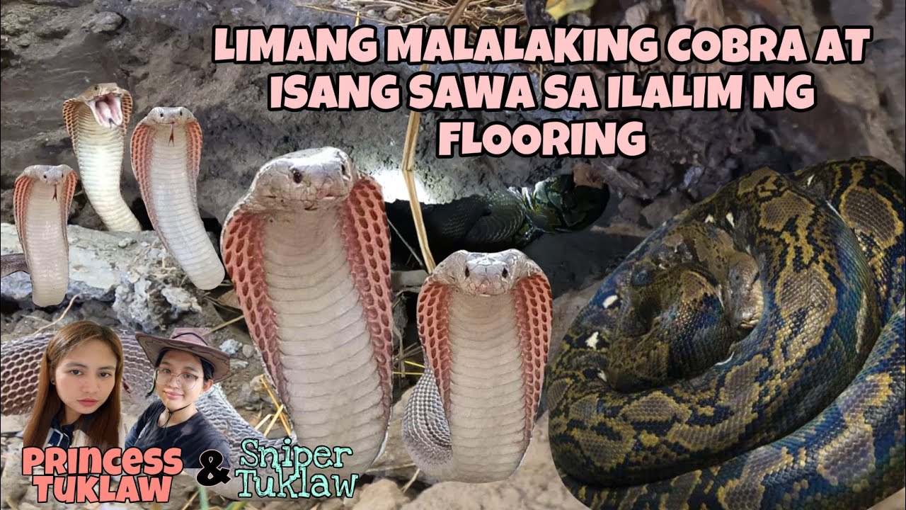 LIMANG MALALAKING COBRA AT ISANG SAWA SA ILALIM NG FLOORING NA MAY TAMBAK NA BASURA PINAHULE!