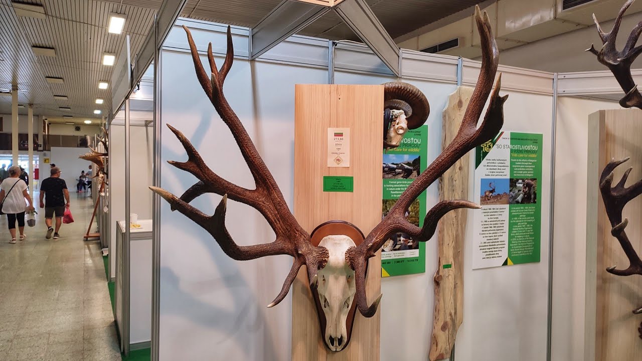 Zlaté jelenie trofeje z Bulharska - trofej jeleňa 273,60 CIC zhody zrzuty deerantlers