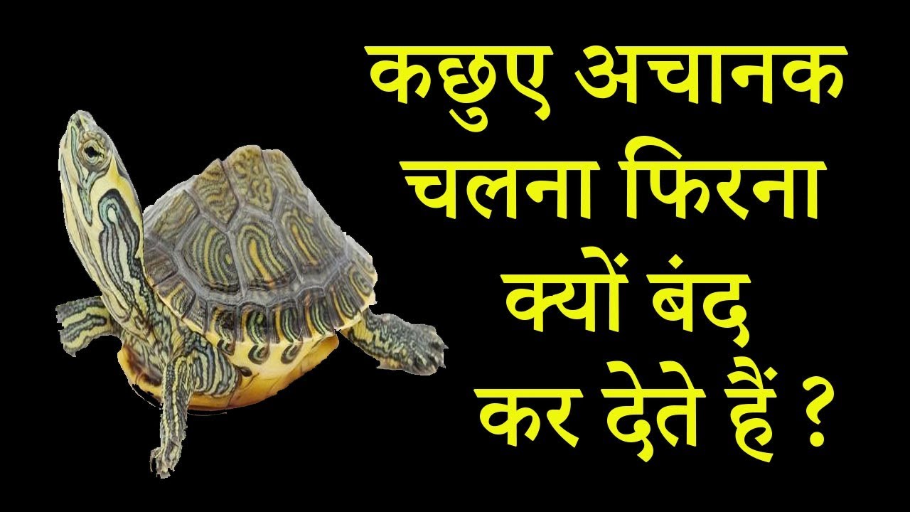 कछुए अचानक चलना फिरना बंद क्यों कर देते हैं || Paralysis in Turtle / Tortoise || Dr Nagender Yadav