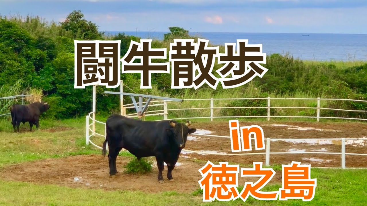 闘牛散歩 in徳之島【ひとり旅・一笑一福】