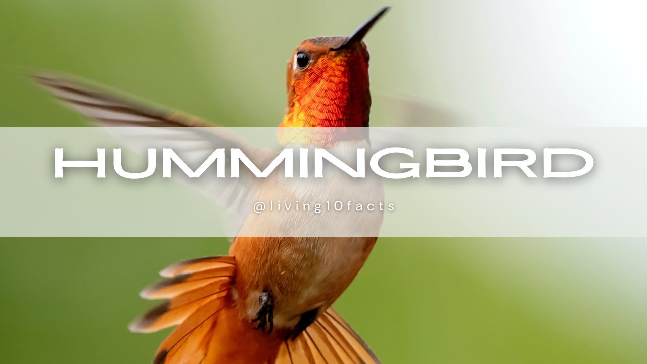 Facts about Hummingbird #hummingbird  #animals #facts