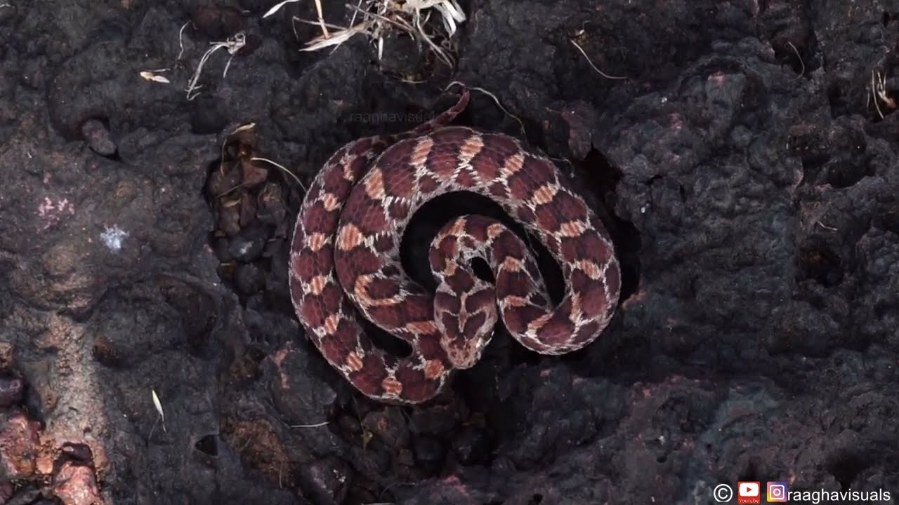 Saw scaled viper making warning sound & attacking