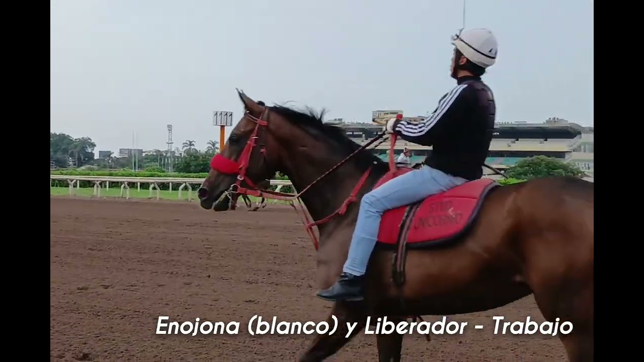 ENOJONA Y LIBERADOR trabajo (01/02/2026)