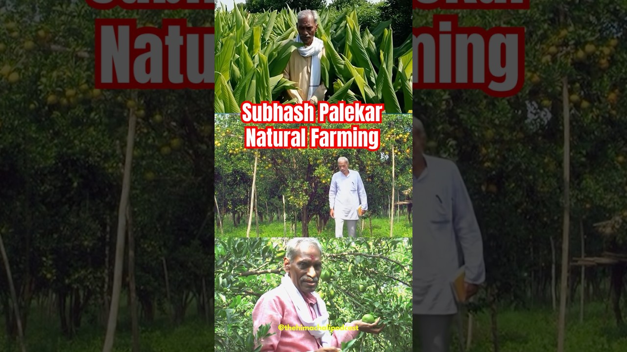 Subhash Palekar natural farming #naturalfarming #thehimachalipodcast #shorts #short #shortsfeed