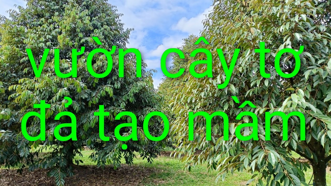 Lá như vậy lên mầm là vừa đẹp. Út hiền 0978603449
