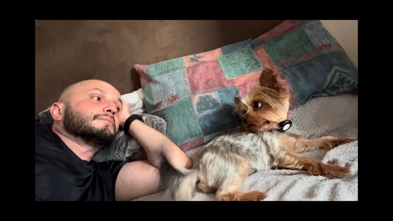 Cute Dog Demands Attention From Her Human in the Most Hilarious Way !