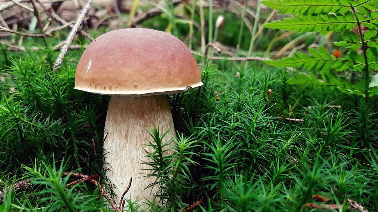 Boletus edulis 🍄🍄🍄🌲🌲🌲