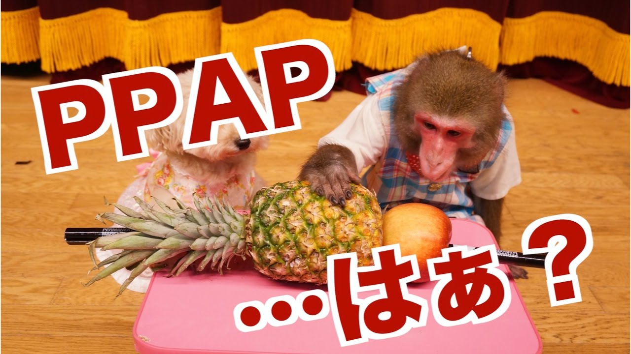 Я показал «PPAP» обезьяне, и это был полный провал... (Ручка-Ананас-Яблоко-Ручка×Японская обезьян...