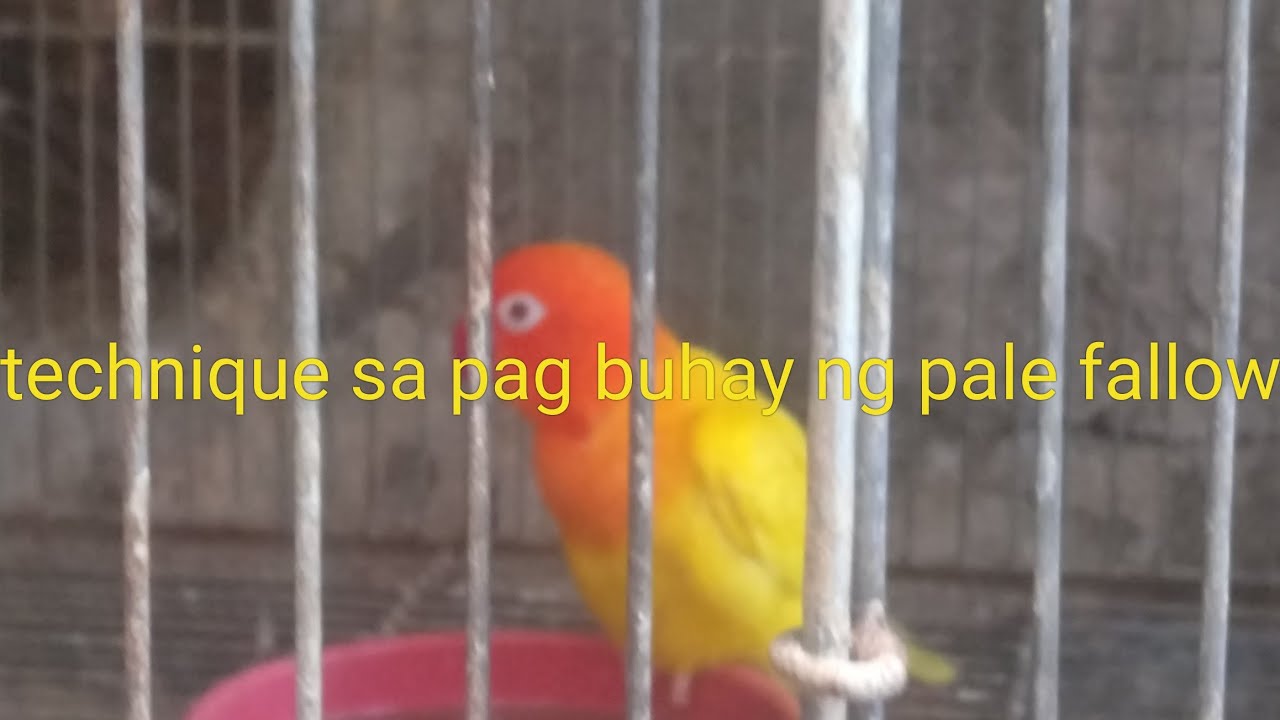 Technique sa pag Buhay ng Pale Fallow sa mga Inakay vlog#45
