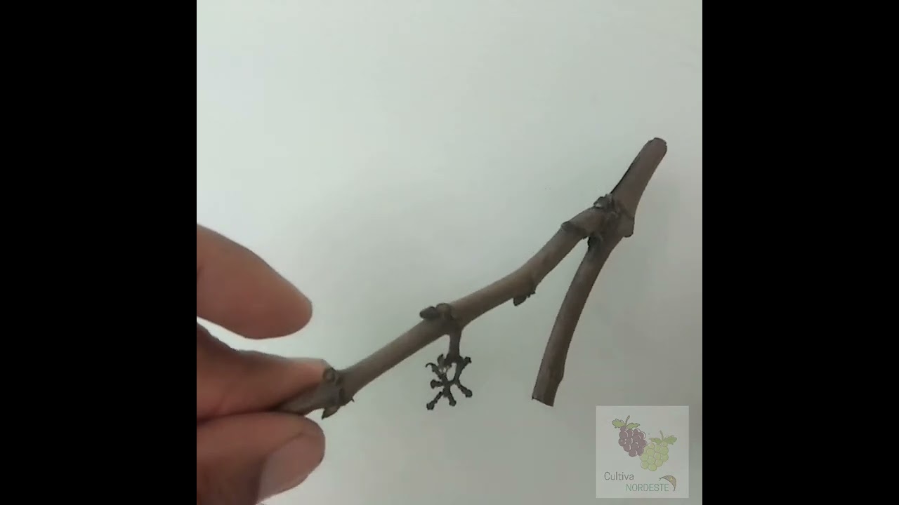 Identificando a gema fertil no ramo da videira sem analise  (Diferenciação de gemas)