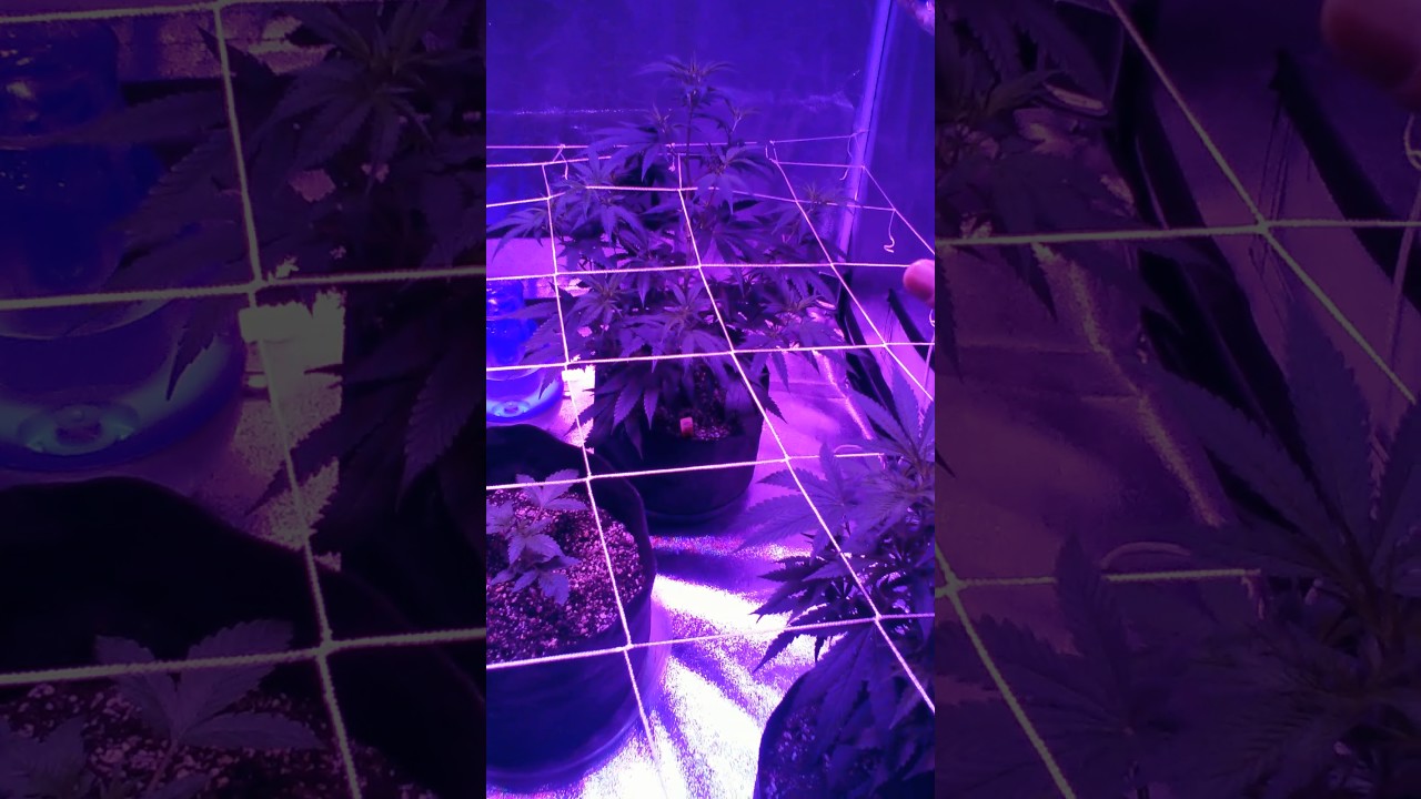 How to grow lowkey 101pt.31 Scrog net  trellis