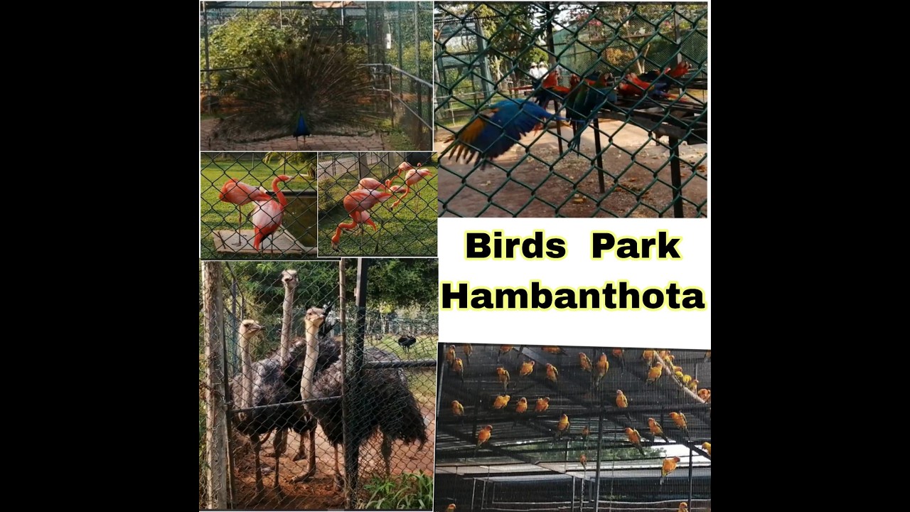 Birds Park Hambantota🦚හම්බන්තොට කුරුළු උයන🦜Bird Reserch Center❤️