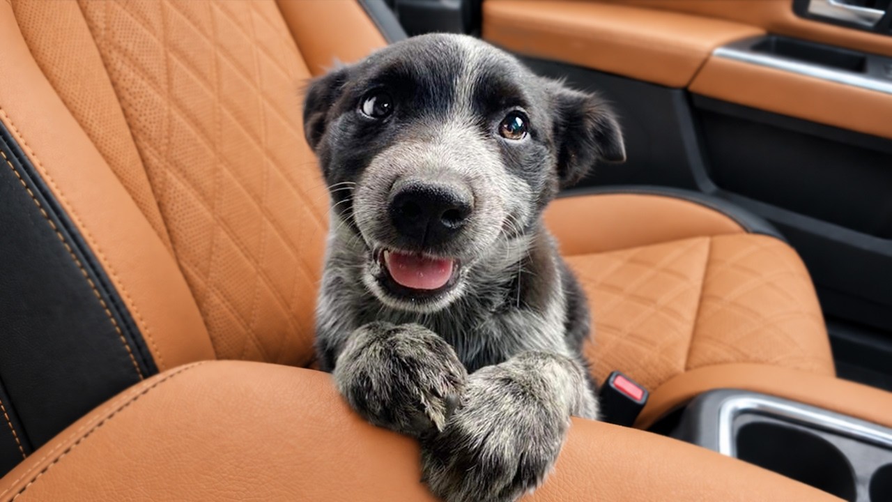 Funniest Dogs Being Absolutely Too Hilarious! 🤣 Funny ANIMAL Videos 2026!