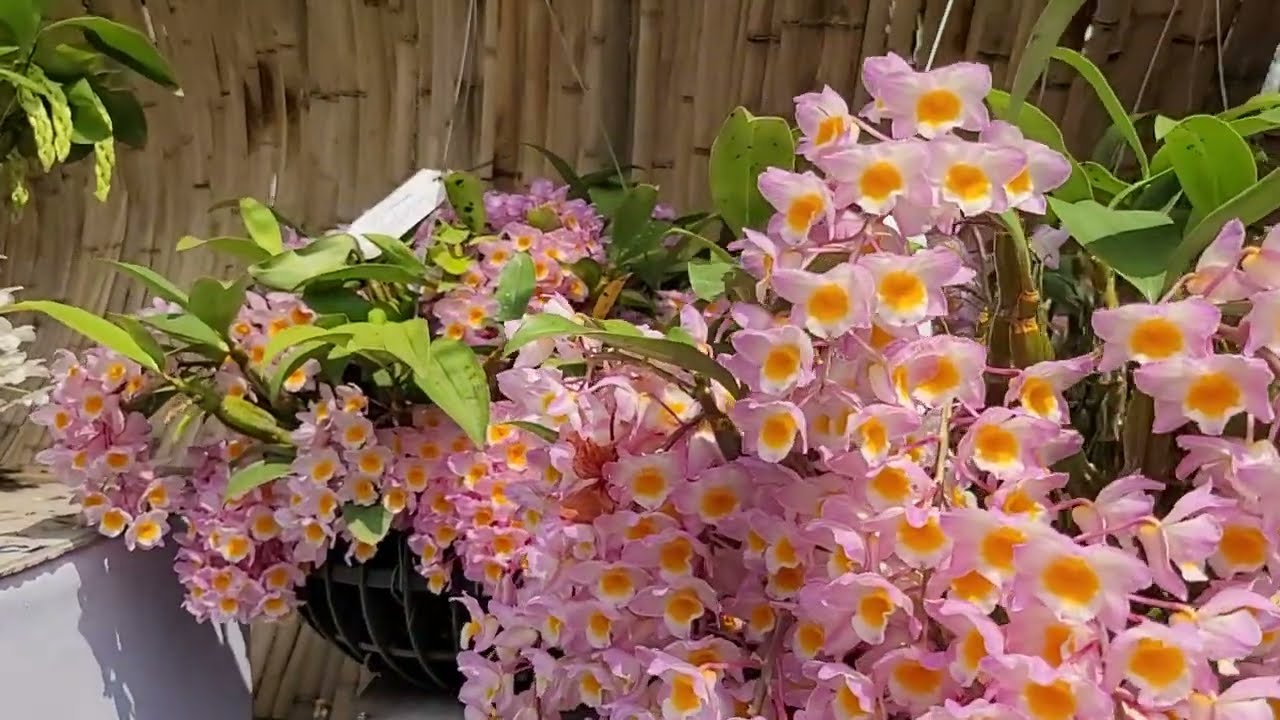 HOA LAN ORCHID BÍNH NGỌ 2026