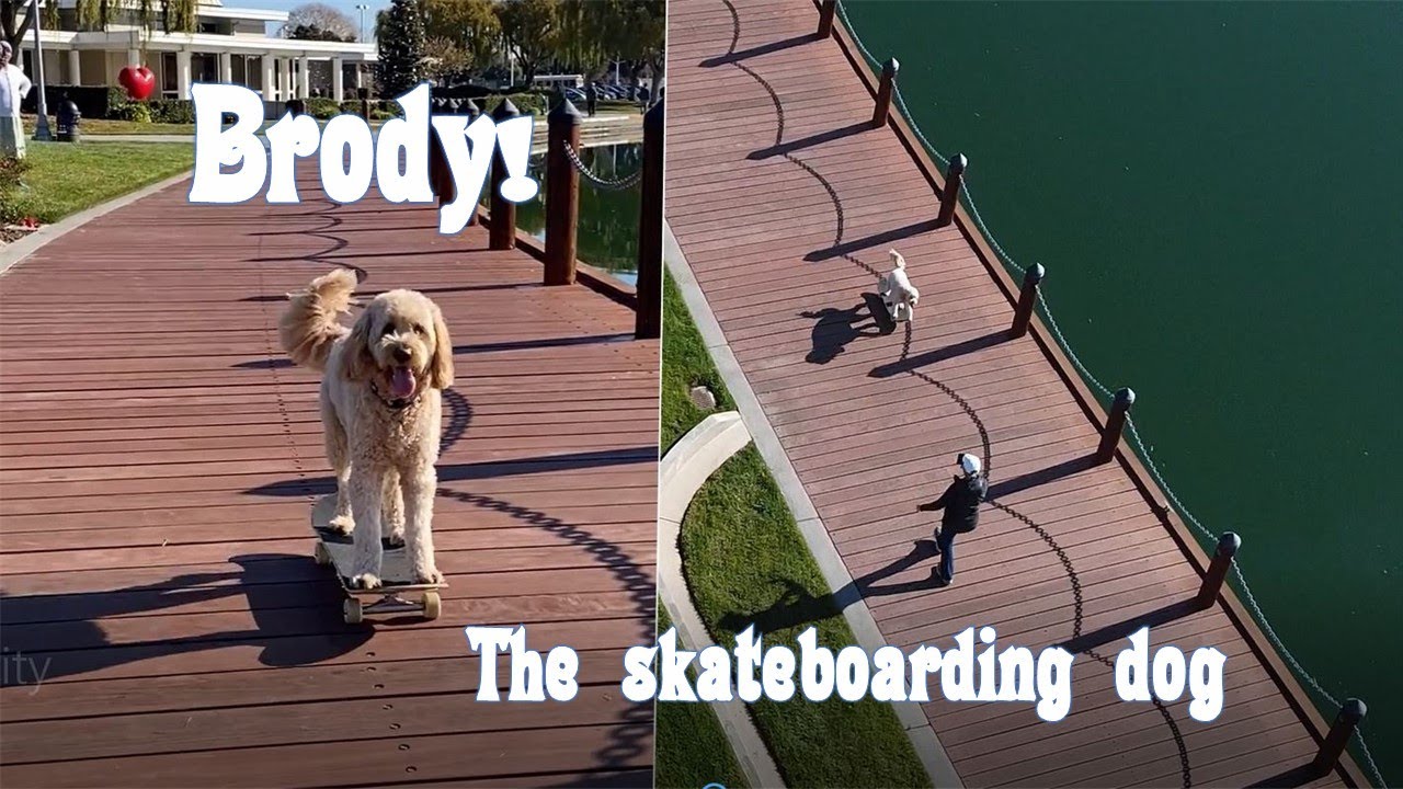 At the park with Brody the skateboarding dog