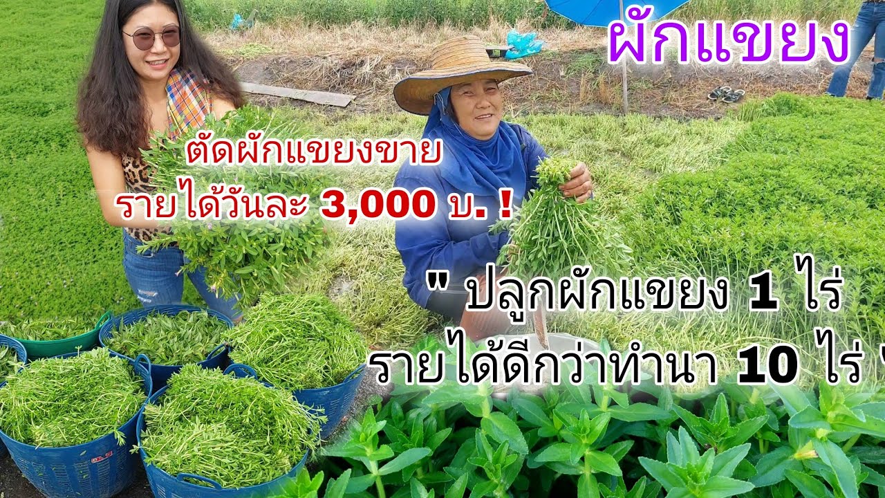 ปลูกผักแขยง 1 ไร่ รายได้ดีกว่าทำนา 10 ไร่ ตัดขายรายได้วันละ 3,000 บ.