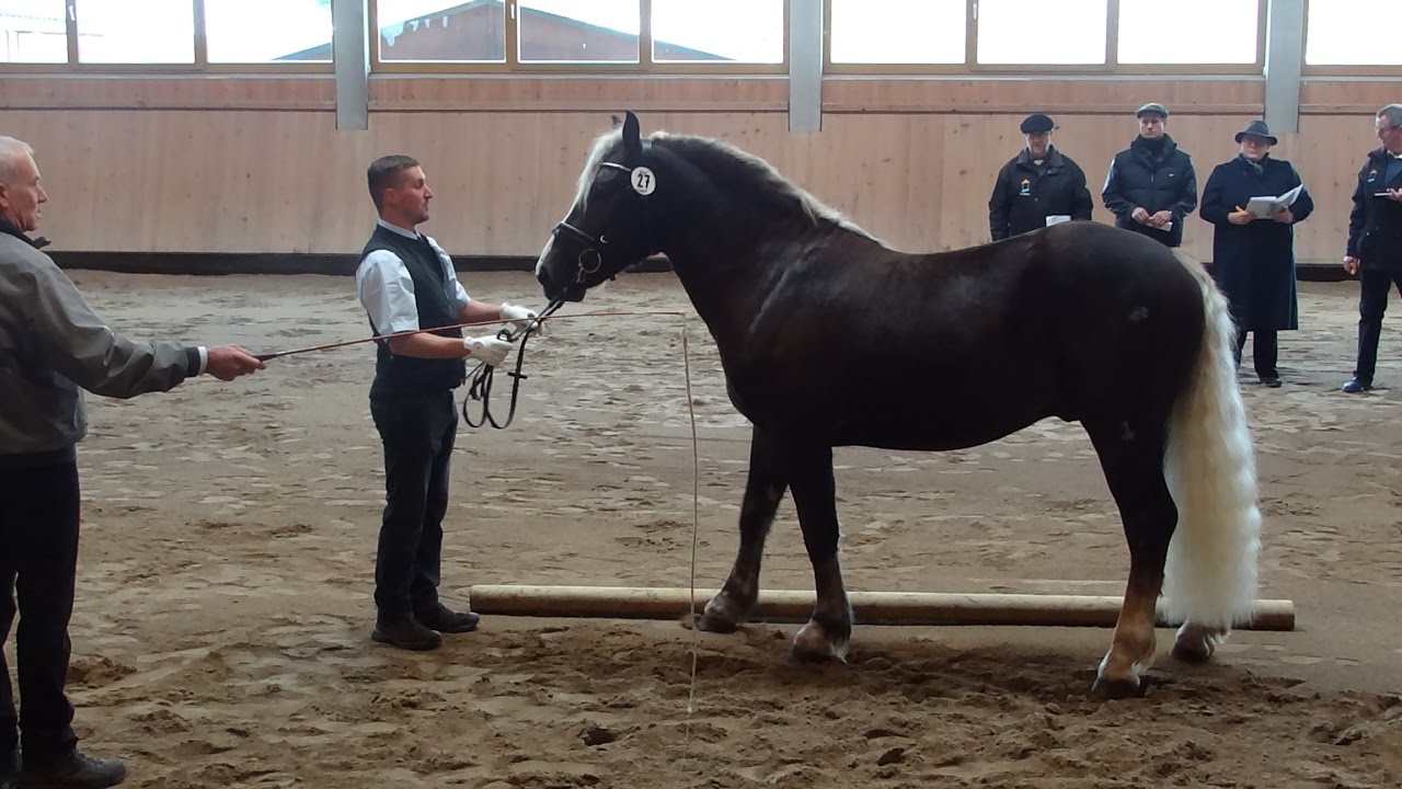 Mendel - Schwarzwälder Kaltblut Hengst -  Körung Sankt Märgen 2016