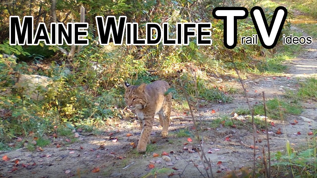 October 2025 - Maine Wildlife Trail Video /Does /Fawns / Turkeys /Coyote/Grouse