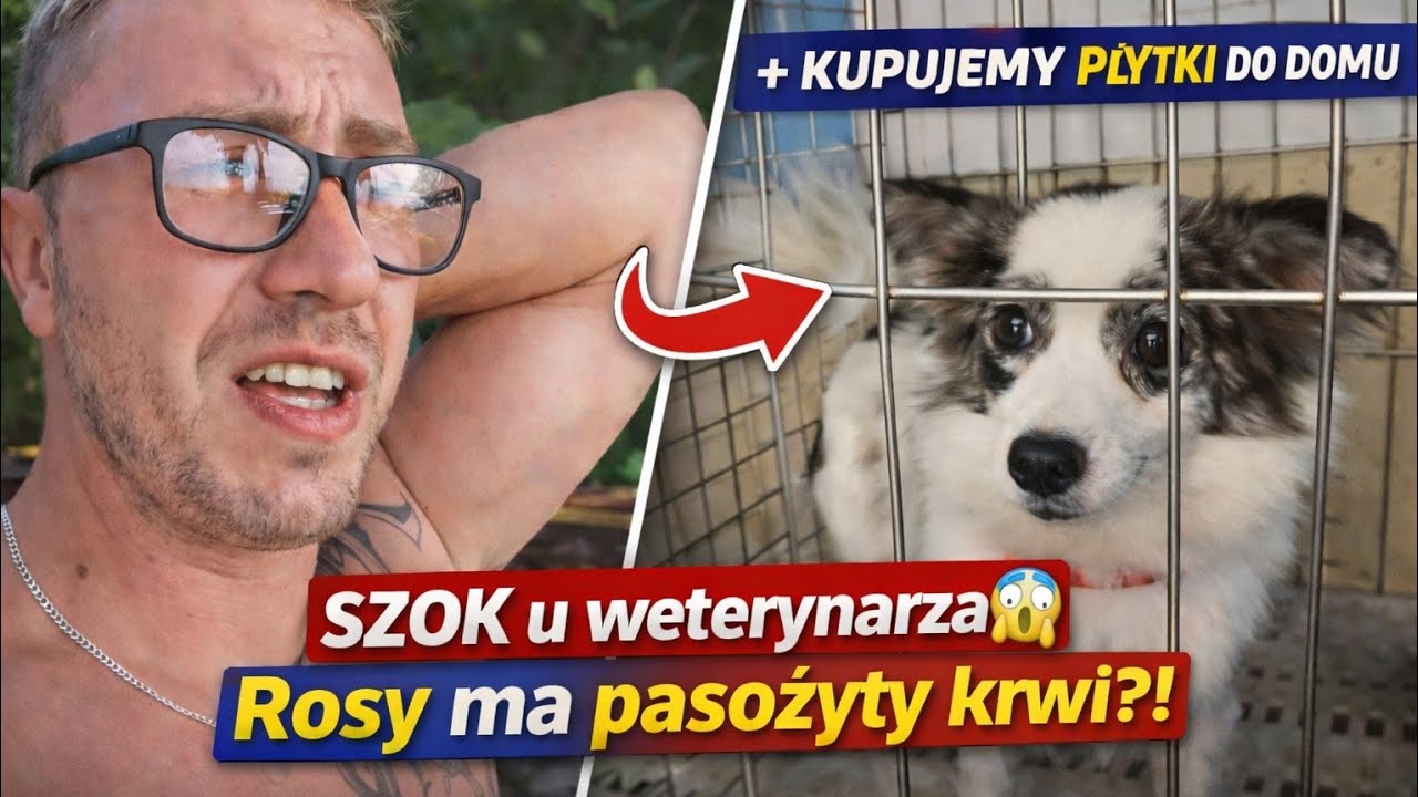 Problemy u weterynarza + Kupujemy płytki do domu | Filipiny