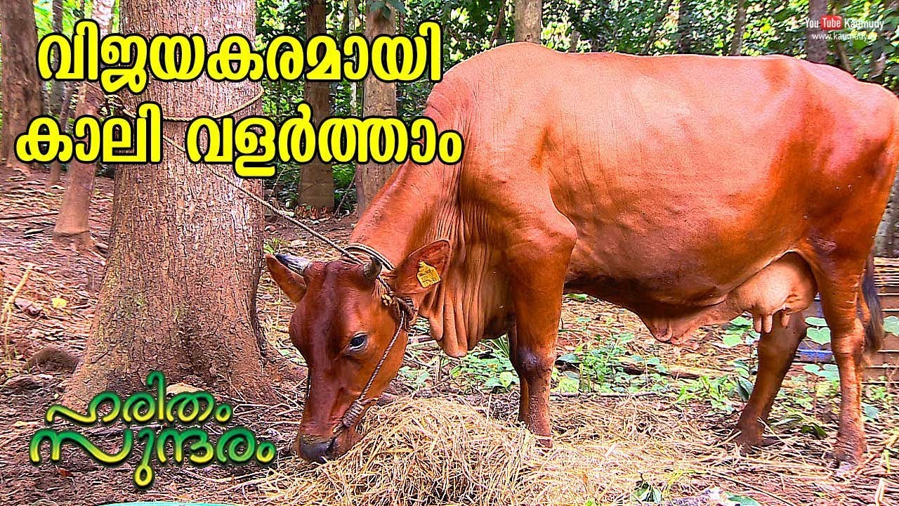 Make Huge profit from Cow Farming | Haritham Sundharam EP 234 | KaumudyTV