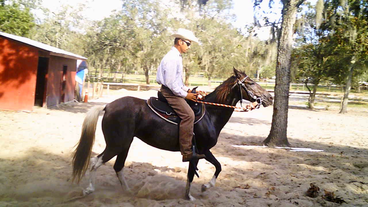 Walk, natural paso fino Gait (Transitions Part 2)