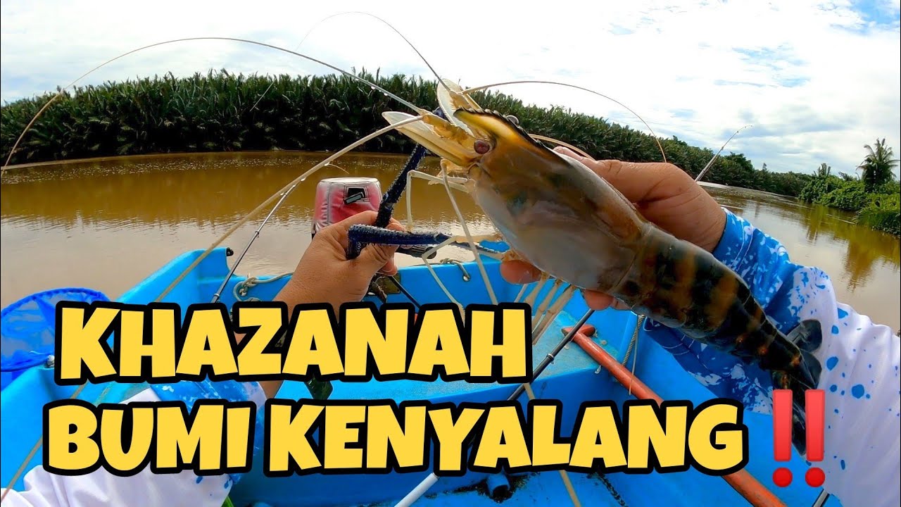 BUMI KENYALANG‼️Udang Galah Super SADO Masih Banyak Disini‼️ #udanggalah#mirisarawak#