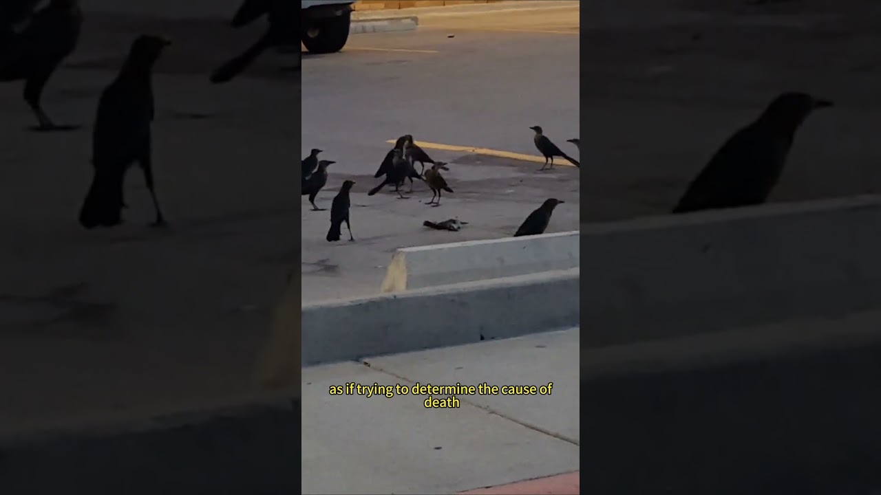 Crows actually hold funerals for their fallen companions. #animalfacts