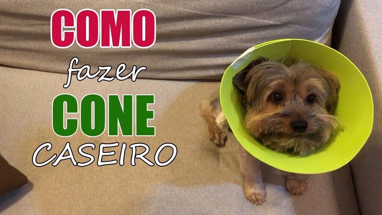 Como fazer um cone para cachorro ou gato não se lamber - Veterinária Explica