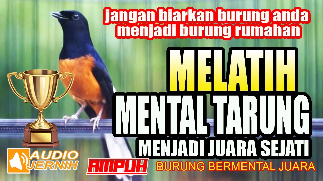 MELATIH MENTAL SEBELUM TANDING ⭕SEKALI DENGAR LANGSUNG AMBYAR