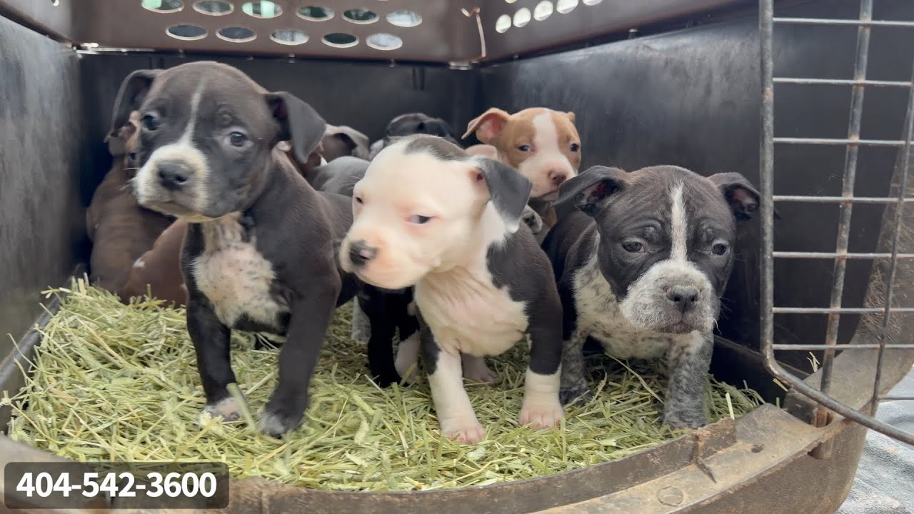 Poc X Pepper Puppies Come Home! American Bully Puppies!