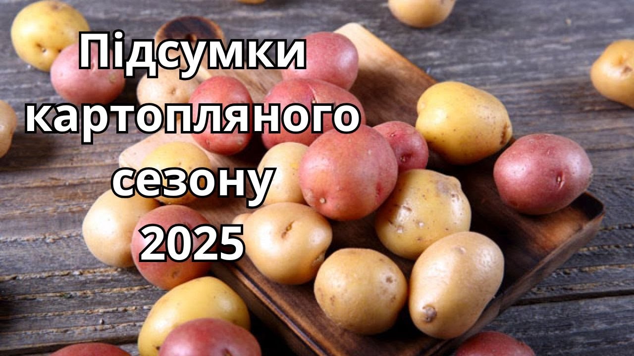 Підсумки картопляного сезону 2025.