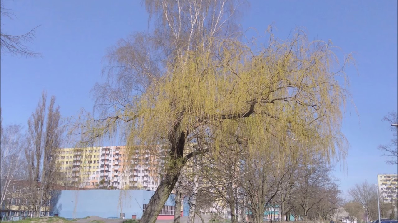 Wiosenny spacer po Osiedlu Rubinkowo w Toruniu