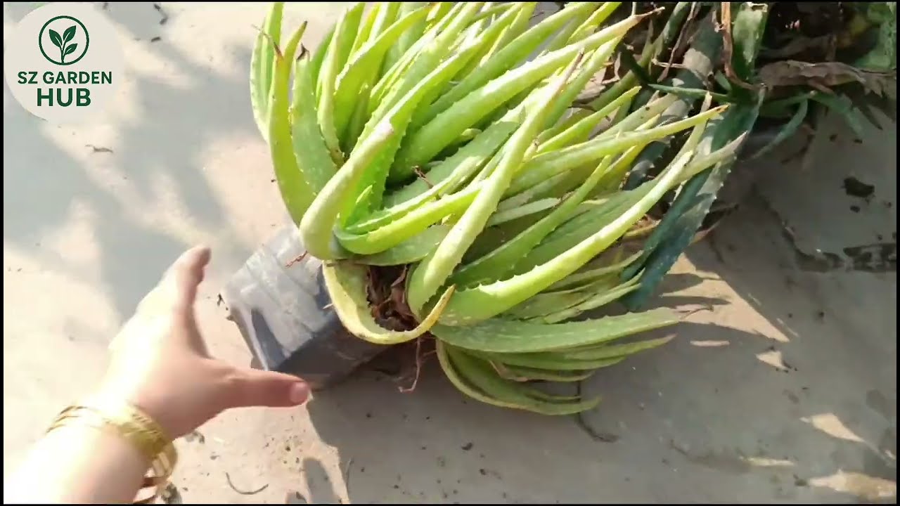 Alovera plant lagane Ki Puri jankari | How to grow alovera Plant | Alovera Plant Care |