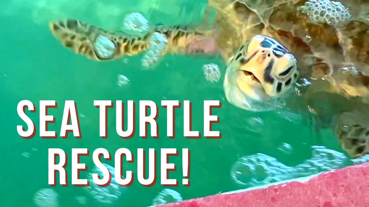 Sea Turtle, Inc | Things to do in South Padre Island