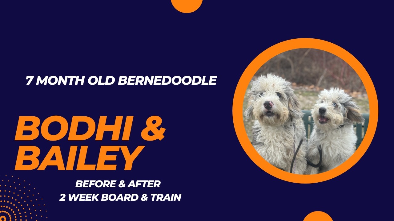 7 Month Old Bernedoodle “Bodhi” & “Bailey” Before/After Video | 2 Week Board and Train | Erie