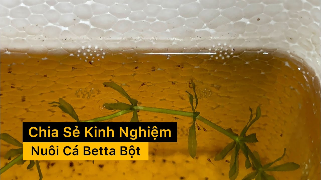 Cho Cá Betta Bột Ăn Gì? | Chia Sẻ Kinh Nghiệm Nuôi Cá Betta | Dat Guppy