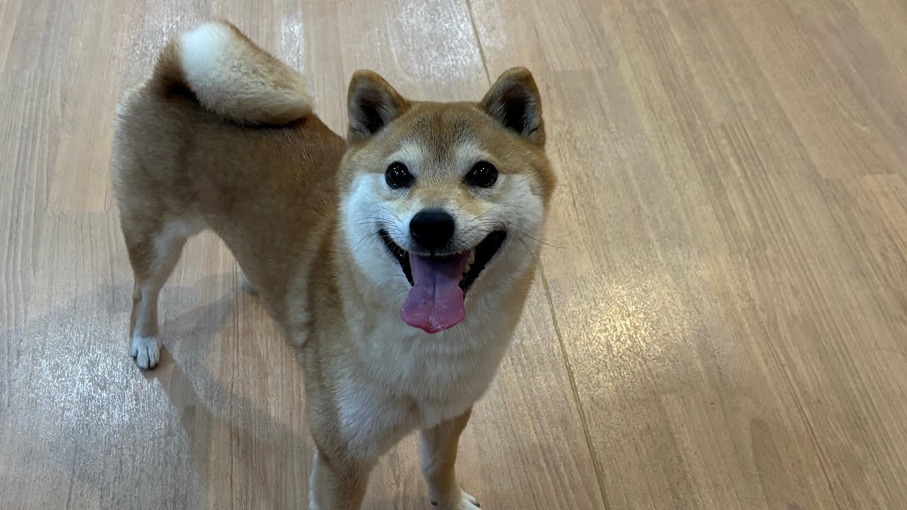 むぎくん