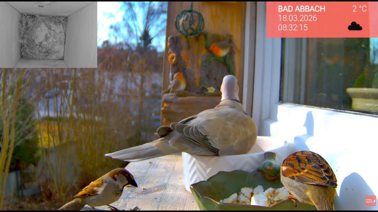19.03. Vögel am Fensterbrett 🐦 Die Vogelwelt live & ganz nah erleben
