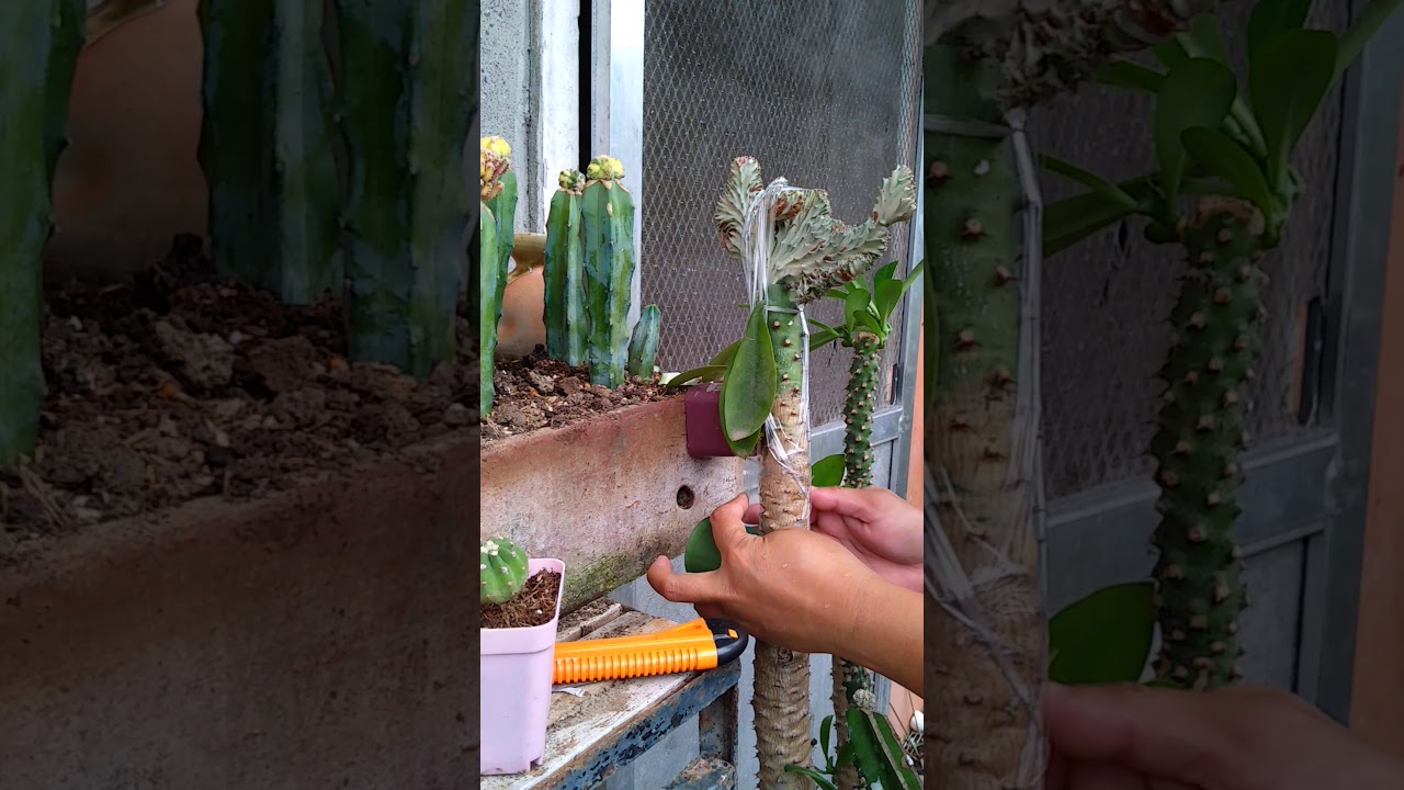 How to graft a variegated lactea cristata euphorbia (Part2)