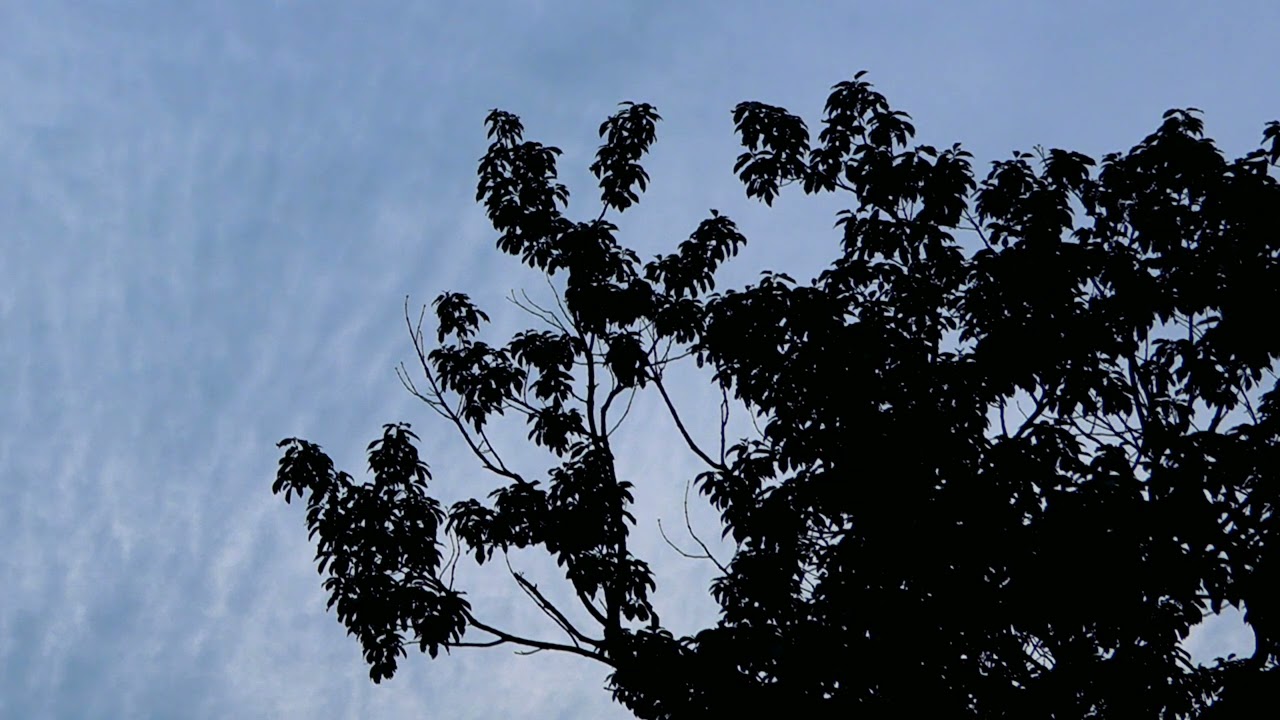 Descants 2: and the trees (2020) for treble in a natural environment (preview)