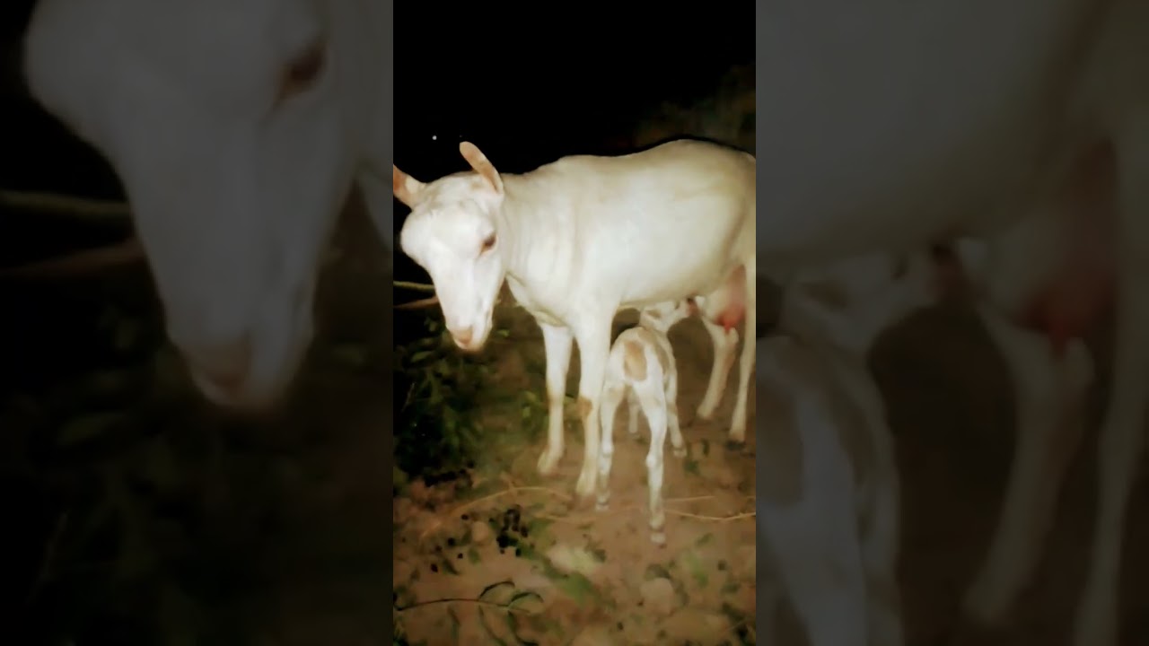 #goatfarming