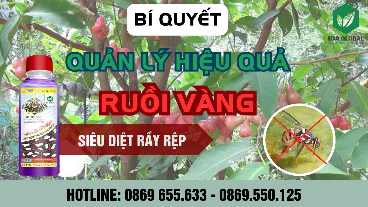 BÍ QUYẾT QUẢN LÝ RUỒI VÀNG GÂY HẠI TRÊN CÂY MẬN
