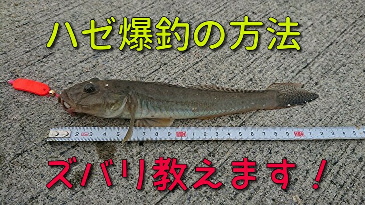 ハゼ爆釣の方法を証明します。ハゼが釣りたきゃコレっきゃない！これが最高に釣れる。