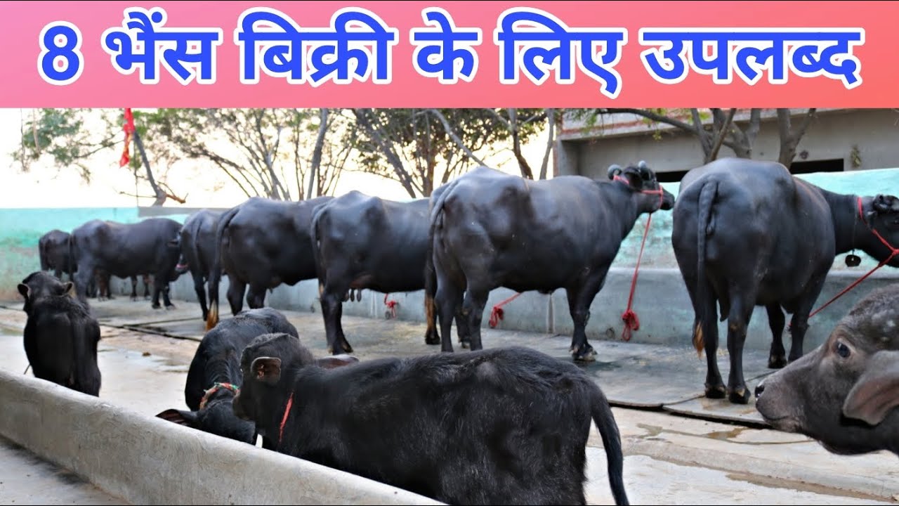 8 Buffaloes available for sale at Sahyog Dairy Farm, Near Hisar
