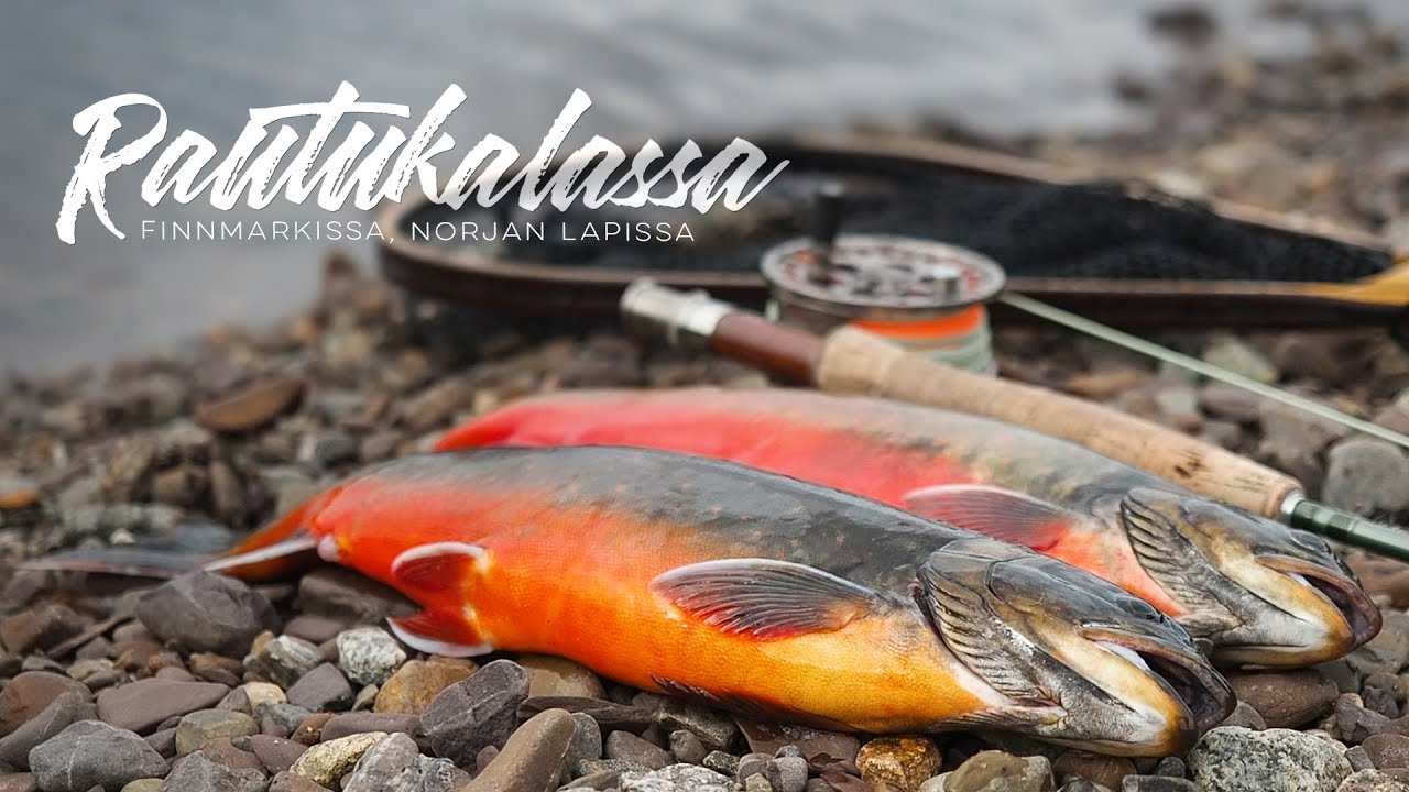Fishing Arctic Char in Lapland (Finnmark, Norway) [ENG SUB]