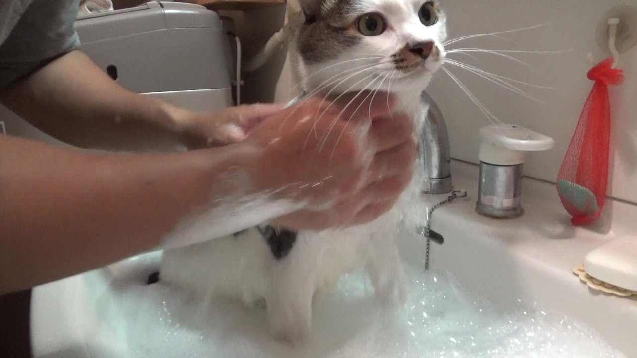 たぶん半年ぶりの猫のシャンプー