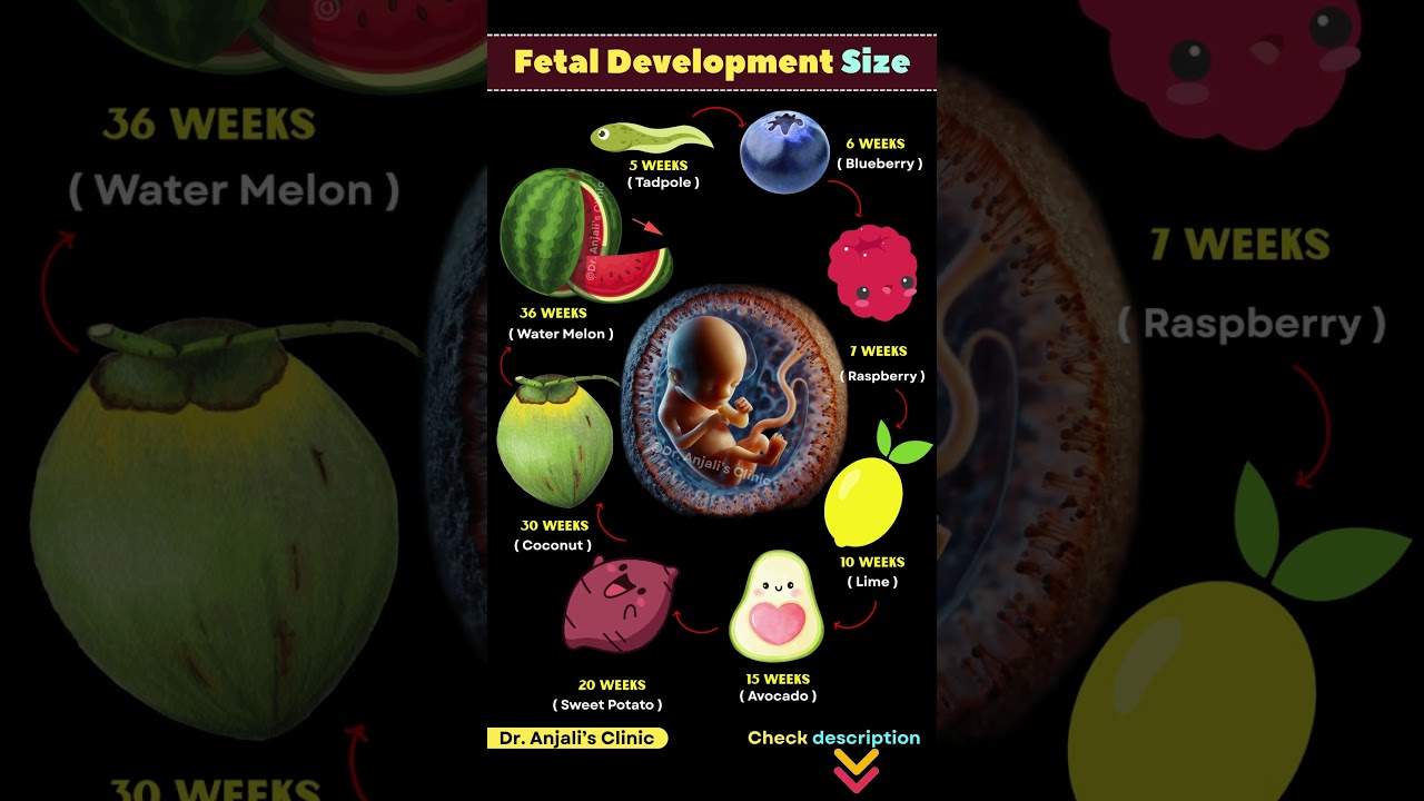 A Growing Miracle: How Your Baby Changes Size Each Week #baby #pregnancy #shortsvideo