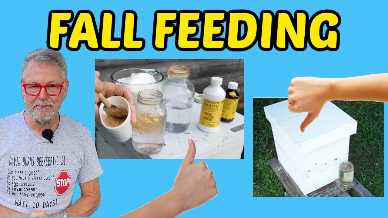 Beekeeping: Advanced Fall Feeding Techniques for Strong Winter Colonies