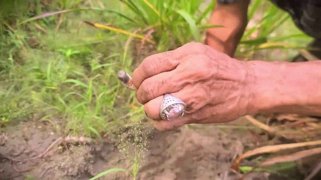Healthy Livestock: Harvesting High-Quality Green Fodder #RuralAgriculture #TraditionalFarming