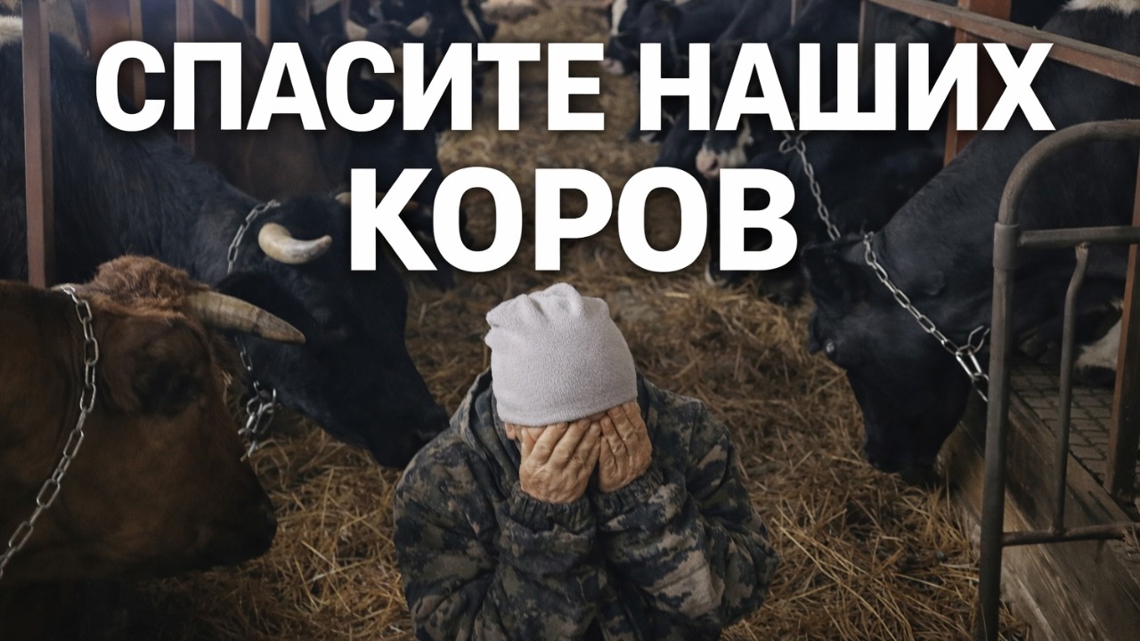 СКОТ УНИЧТОЖАЮТ В СИБИРИ. ПОЧЕМУ?